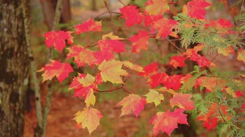 4K Close-Up of Maple Leaves in Roaring Brook Falls, Adirondacks, NY Stock Footage 304231090