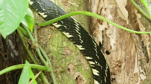 4K Close Up On The Middle Of A Tiger Rat Snake While It Slinks Down A Tree Trunk Stock Footage 285872546