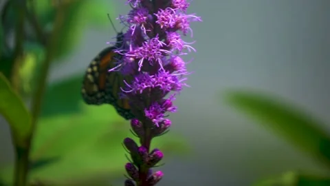 4K Close Up of Monarch Butterfly Video stock 157601283