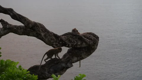 4K close up of a mother long-tailed macaque with her baby on a tree branch 스톡 동영상 337087808