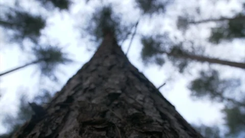 4K Close Pan Up Shot Of Pine Forest Tree Trunk Looking Up At The Top  Stock Footage 122430781