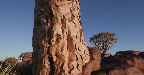 4K close-up panning shot of trunk of quiver tree/kokerboom Stock Footage 64697432