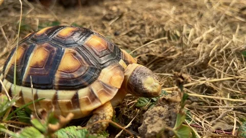 4K Close up pet small turtle eating in garden Stock Footage 211142261
