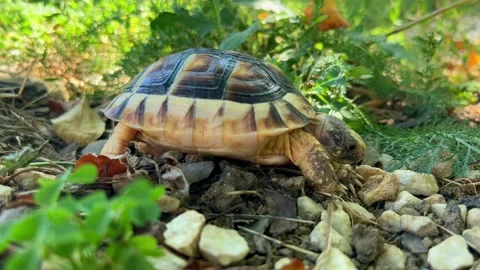 4K Close up pet small turtle eating in garden Stock Footage 211142364