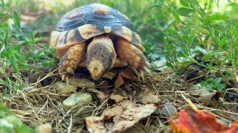 4K Close up pet small turtle eating in garden Stock Footage 211142635