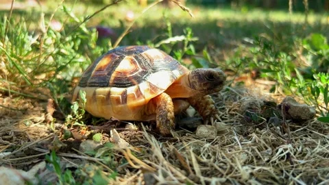 4K Close up pet small turtle eating in garden on sunshine day Stock Footage 211142769