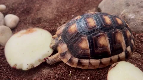 4K Close up pet small turtle eating an apple in terrarium Stock Footage 230620503