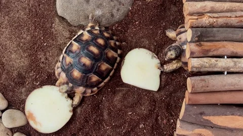 4K Close up pet small turtles eating an apple in terrarium Stock Footage 230620804