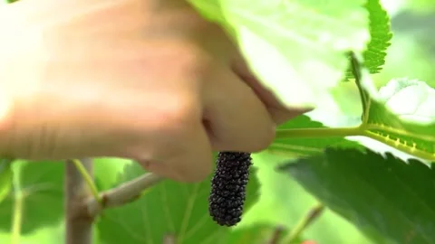 4K Close-up of picking mulberries Stock Footage 336551598