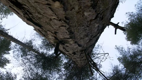 4K Close Of Pine Forest Tree Trunk Looking Up At The Top Of The Tree At The Sky Stock Footage 122430425