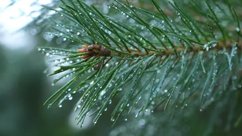 4K Close-up Pine Needles Covered in Water Droplets Macro Detail Fresh Everg.. Stock Footage 340545070