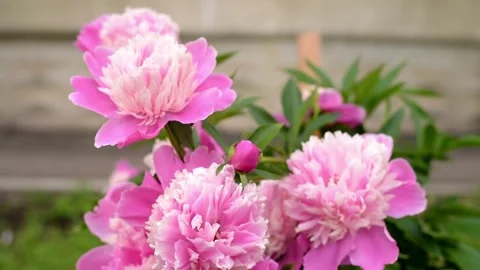 4K Close-up Pink and White Double Flowered Peony Bloom Lush Petals Stock Footage 330480796
