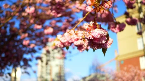4K Close Up, Pink Cherry Blossom Petals on Tree Branch, Pink Japanese Tree Video stock 79733133