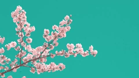 4K Close-up Pink Cherry Blossoms Sakura against Teal Sky Background Stock Footage 330480775