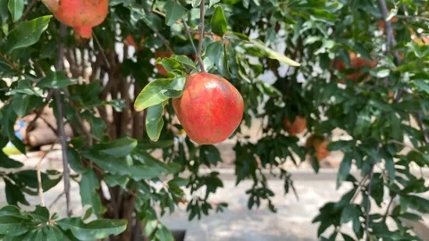 4K Close-up of Pomegranate Hanging on Tree Swaying in Wind  Nature Fruit Foo Stock Footage 314027870