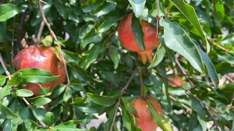 4K Close-up of Pomegranate Partially Hidden Behind Leaves Swaying on Tree in Stock Footage 314028295