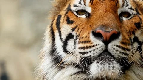 4K Close-Up Portrait Tiger Face Orange Fur and Black Stripes Video stock 330481033