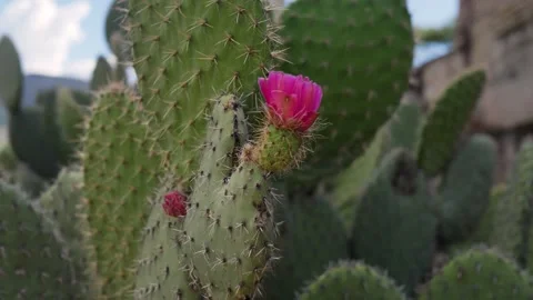 4K Close-up Prickly Pear Cactus Pad with Pink Flower and Large Spines Stock Footage 330480798