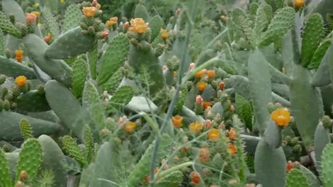 4K Close-up Prickly Pear Cactus Pads with Yellow Flowers and Spines Stock Footage 330480811