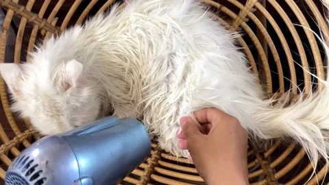 4K Close Up of Professional Cat Grooming Process Drying Pet Fur with Hair Dryer Vídeo Stock 337981765