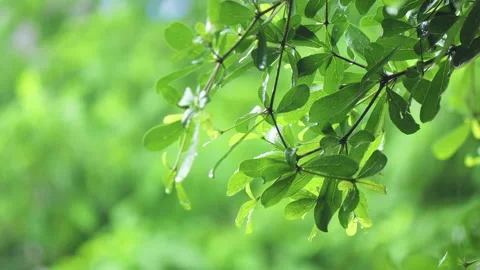 4K Close up raining over the tree. Close up raining over leaves on day time.  Stock Footage 154755504