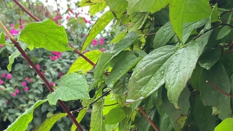 4K Close up raining over the tree. Stock Footage 255592065