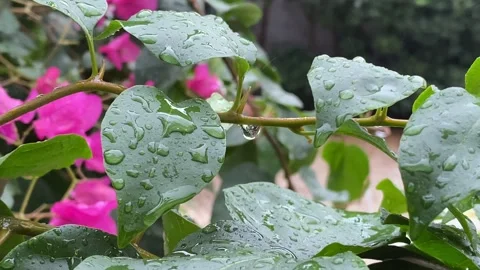 4K Close up raining over the tree. Stock Footage 255592066