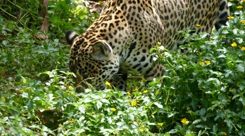 4K : Close up of rare, Amur leopard. Stock Footage 66567165