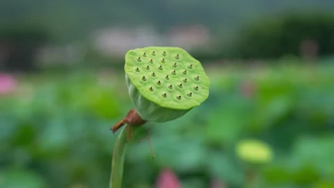 4K close-up real shot video of plump lotus seed pods in summer Stock Footage 336551594