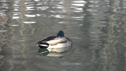 4K Close Up Real Time View of Mallard Ducks in Lake Habitat Stock Footage 319638587