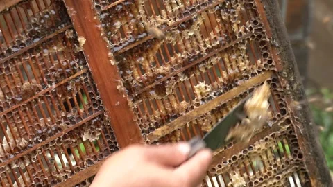 4K close-up real video of beekeepers collecting honey Stock Footage 335615864