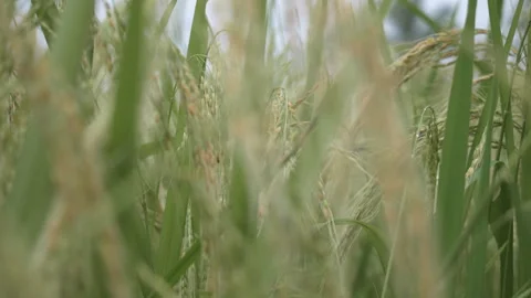 4K Close up of rice field Stockbeeldmateriaal 277255903