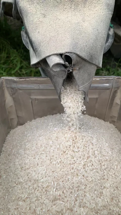 4K Close Up Rice Milling Process Grains Falling from Machine North Sumatera Stock Footage 345425852