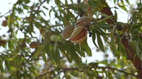 4K Close-Up of Ripe Almonds on Tree Branch Stock Footage 322708146