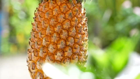 4K Close-Up of a Ripe Pineapple Slowly Rotating in Morning Sunlight. Stock Footage 315776015
