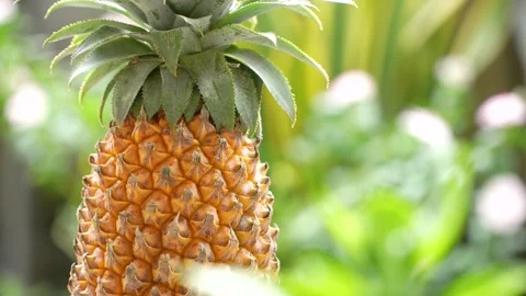 4K Close-Up of a Ripe Pineapple Slowly Rotating in Morning Sunlight. Stock-Footage 315776581