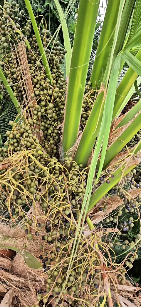 4K Close-up of Ripening Dates on Palm Tree - Copenhagen Botanical Garden Stock Footage 333549458