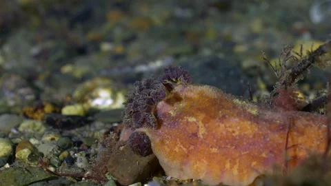 4K close up sea lemon (Doris pseudoargus) nudibranch gills off the Welsh coast 動画素材 296169404