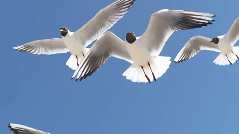 4K - Close-up of seagulls in the sky. Slow-mo Stock Footage 156602145