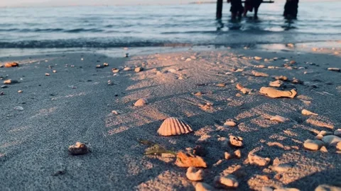 4K close-up of seashells scattered on sandy shore Stock Footage 338188859