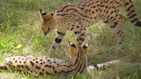 4K - Close-up of the serval battle dance Stock-Footage 159307431