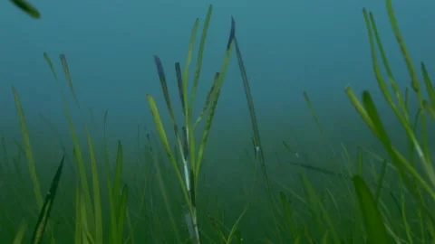 4K close up of a shoot shoot of seagrass (Zostera marina) Stock Footage 285657199
