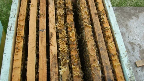 4K Close up shot of the bee's cells in frames in hive Stock-Footage 97523548