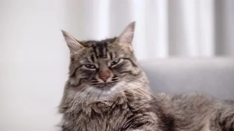 4k close up shot of a brindle cat on alert Stock-Footage 157384732