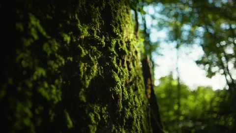 4K close up shot of contrasted dim light on some moss on a forest tree log. Video stock 163481498