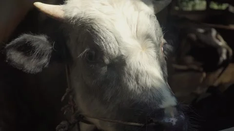 4k close-up shot of a cow facing the morning sunlight inside a cattle farm. 動画素材 345141881