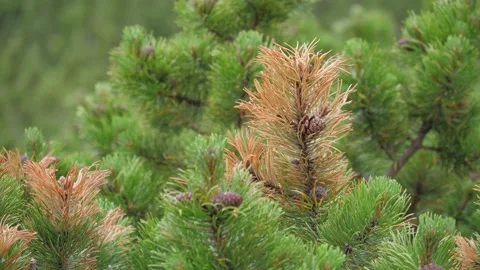 4k Close-up shot of dwarf pine branches, High Tatras, Slovakia. Stock Footage 168346527