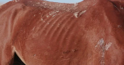 4K close-up shot of emaciated wild horse Stock Footage 64698463