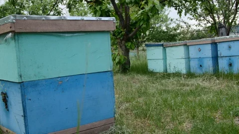 4K The close up shot of the flying bees near their houses Stock-Footage 97523070