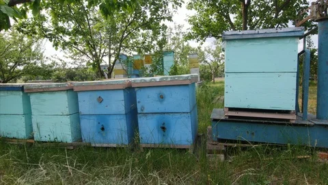 4K Close up shot of how the bees enters and leaves the blue hives Video stock 97523900